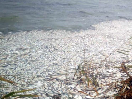 За фактом масової загибелі риби на Херсонщині поліція відкрила кримінальне провадження